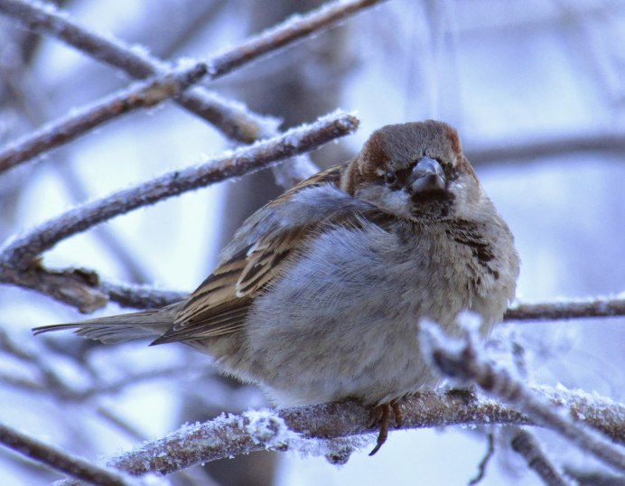 Нахохлившийся Воробей