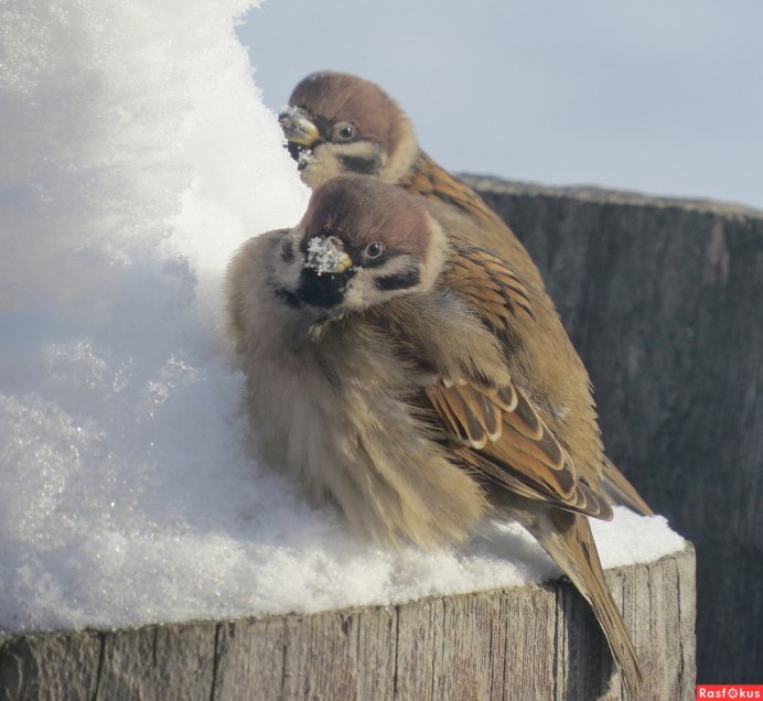 Красивые фото воробья зимой