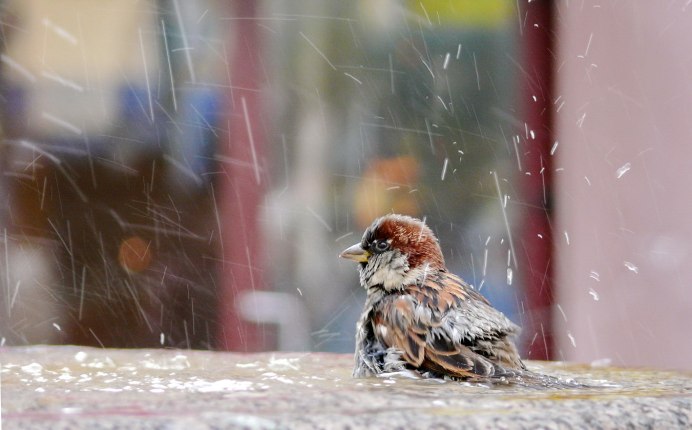Птица под дождем