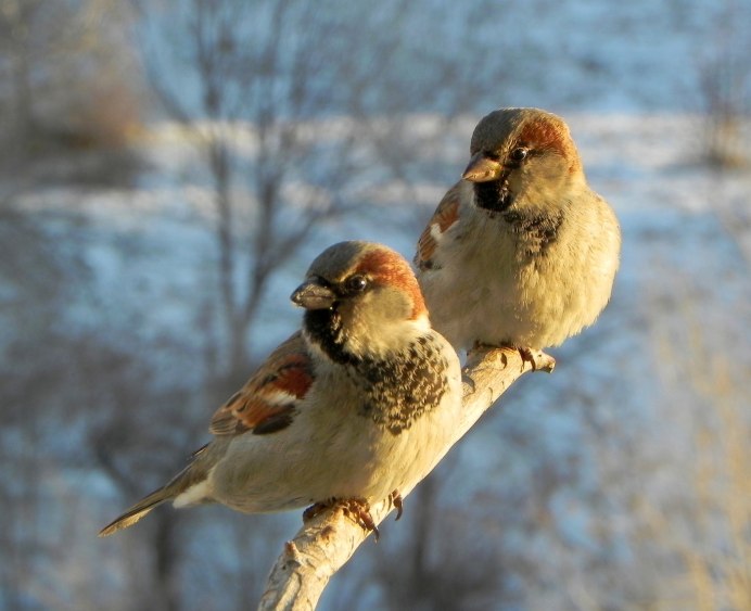 Воробей зима