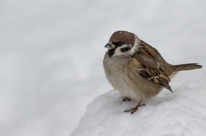 Птица замерзающая на ветке