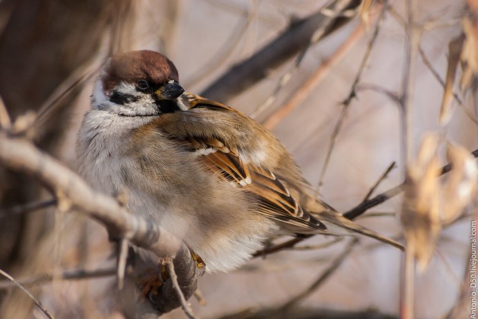 Воробушек сидит