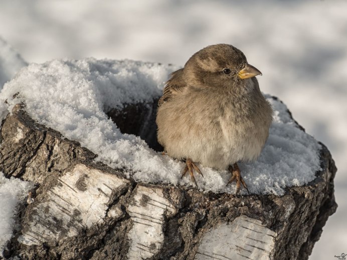 Снежный Воробей птица