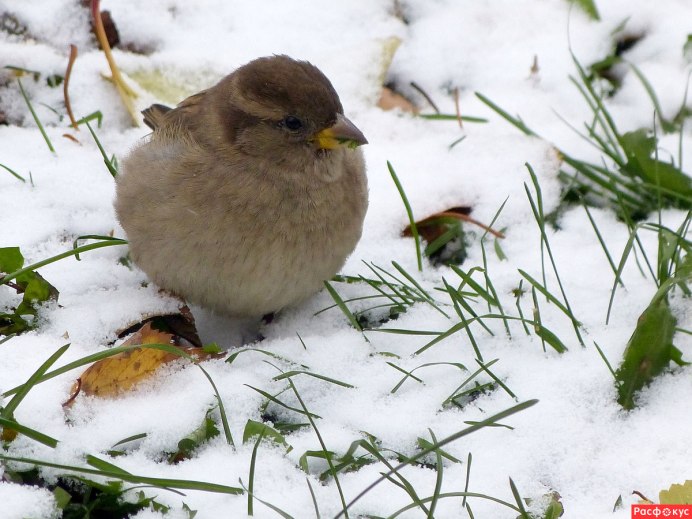 Воробушек клюет