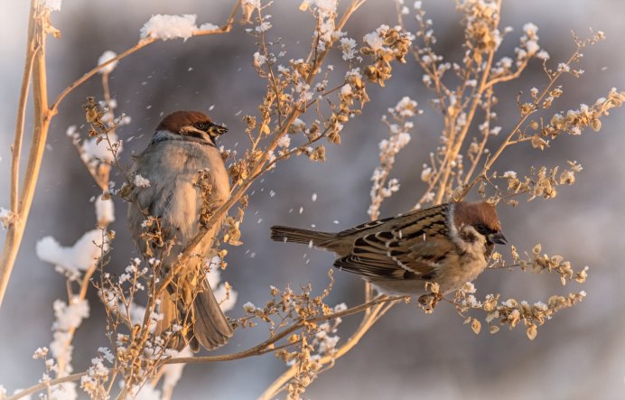 Зимующий Воробей