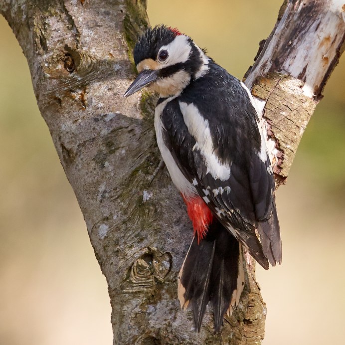 Перстный дятел Лесной - доктор