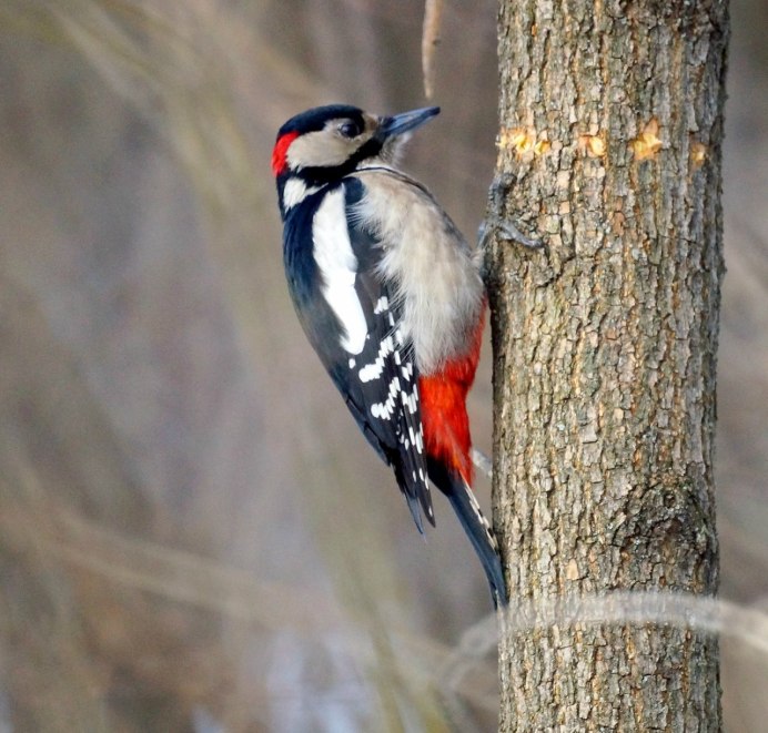Пестрый дятел