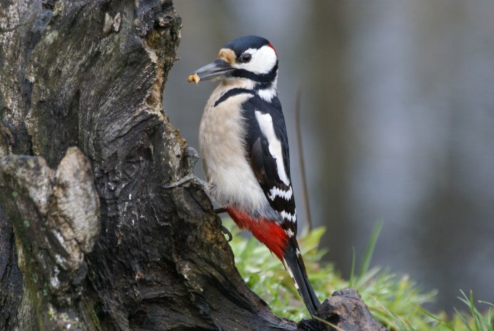 Дятел пестрый хвост