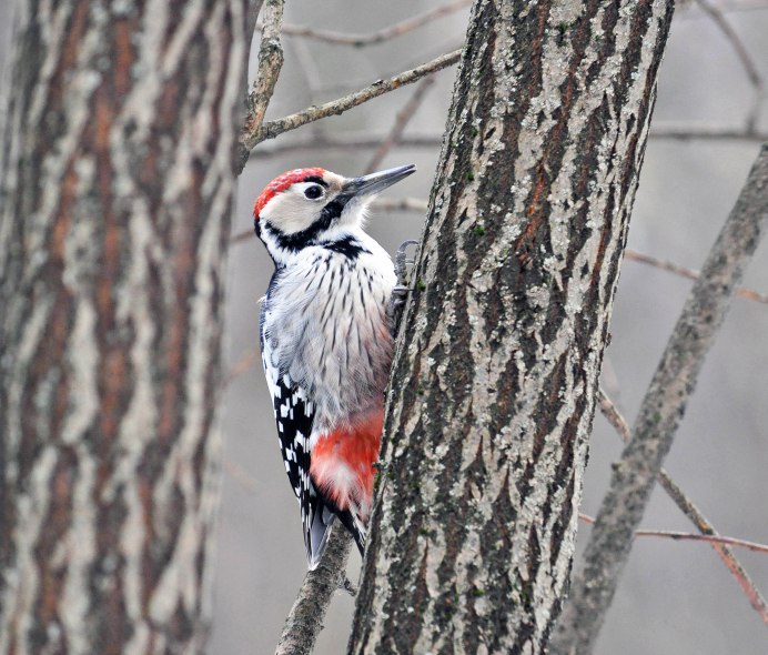 Битцевский лесопарк птицы дятел