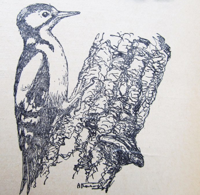 Старый дятел зимой