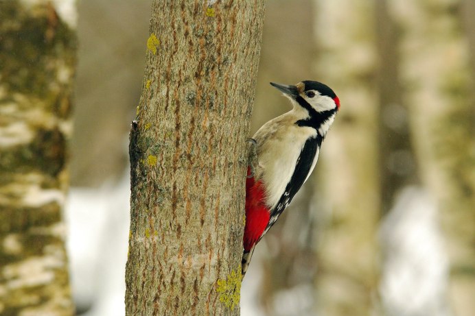 Дятел черно белый