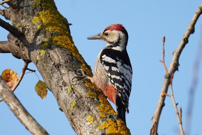 Габонский саванный дятел