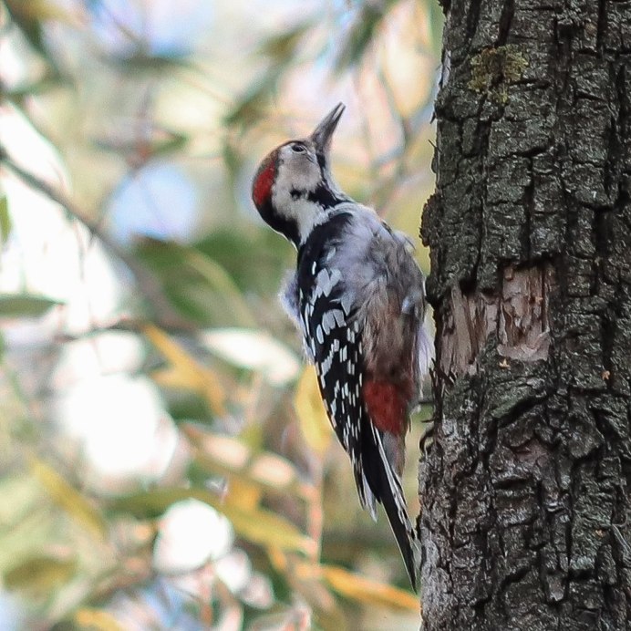 Дятел Крылья