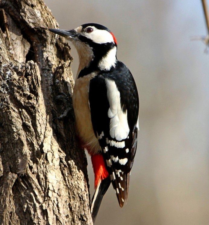Белоспинный дятел красная книга