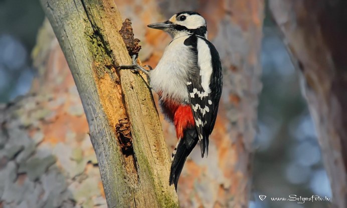 Сибирская дятел Тигирекский заповедник