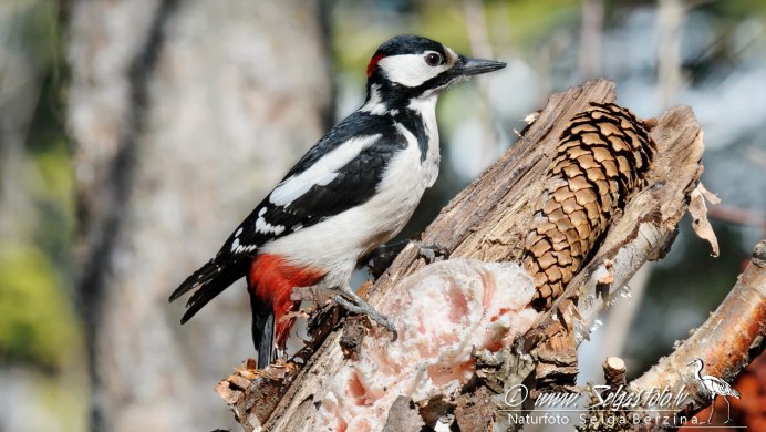 Дятел долбит кору деревьев