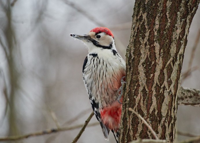 Дятел в графике