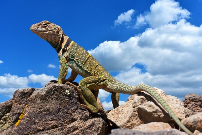 Varanus niloticus