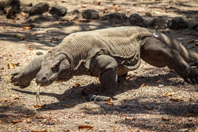 Varanus griseus caspius