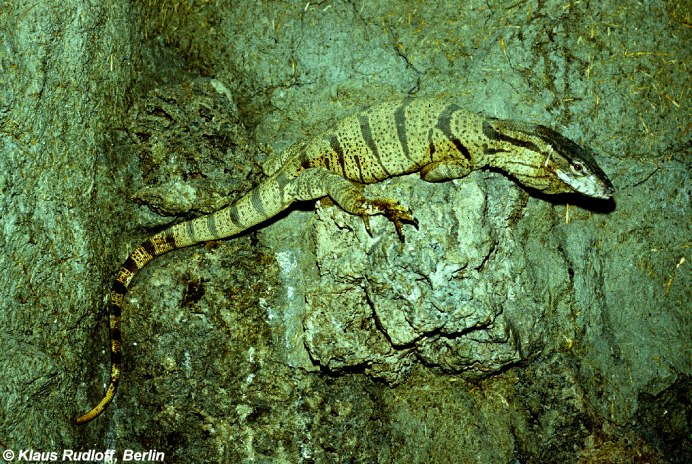 Varanus griseus caspius