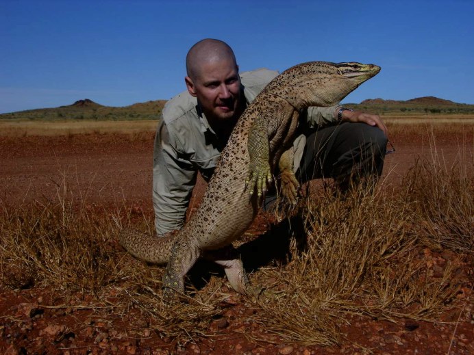 Varanus griseus в руках