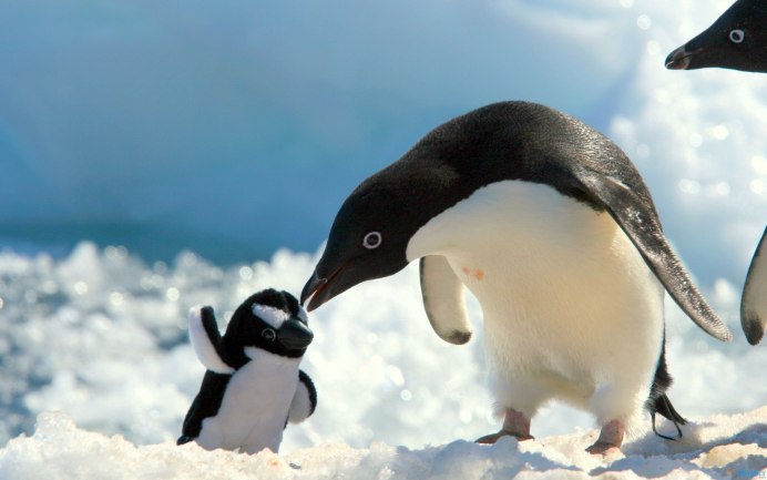 March of the Penguins (2005