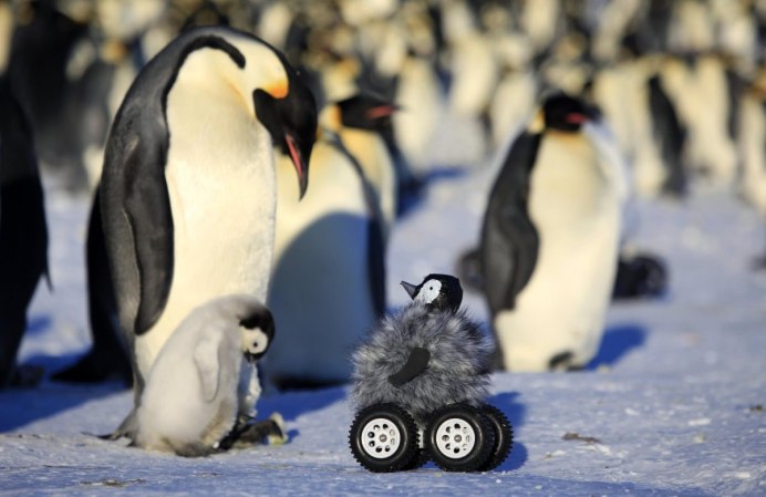 Антарктический Пингвин (Pygoscelis Antarctica)