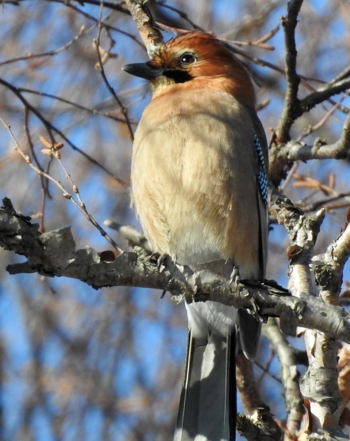 Австралийские зарянки