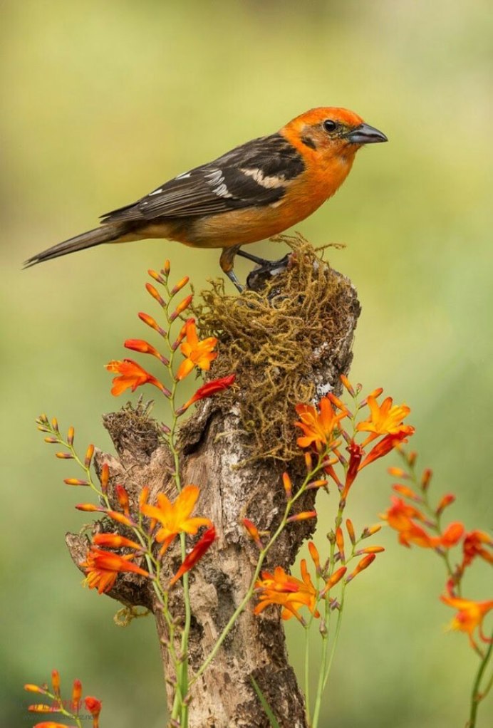 Птичка с оранжевым хвостиком