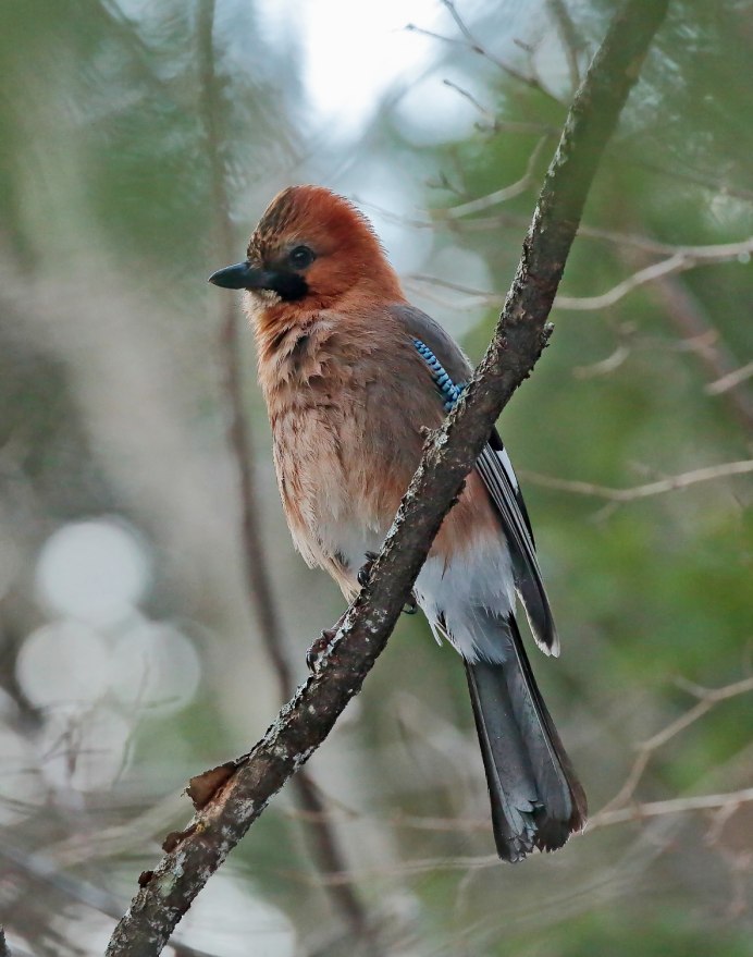 Красный Кардинал ред