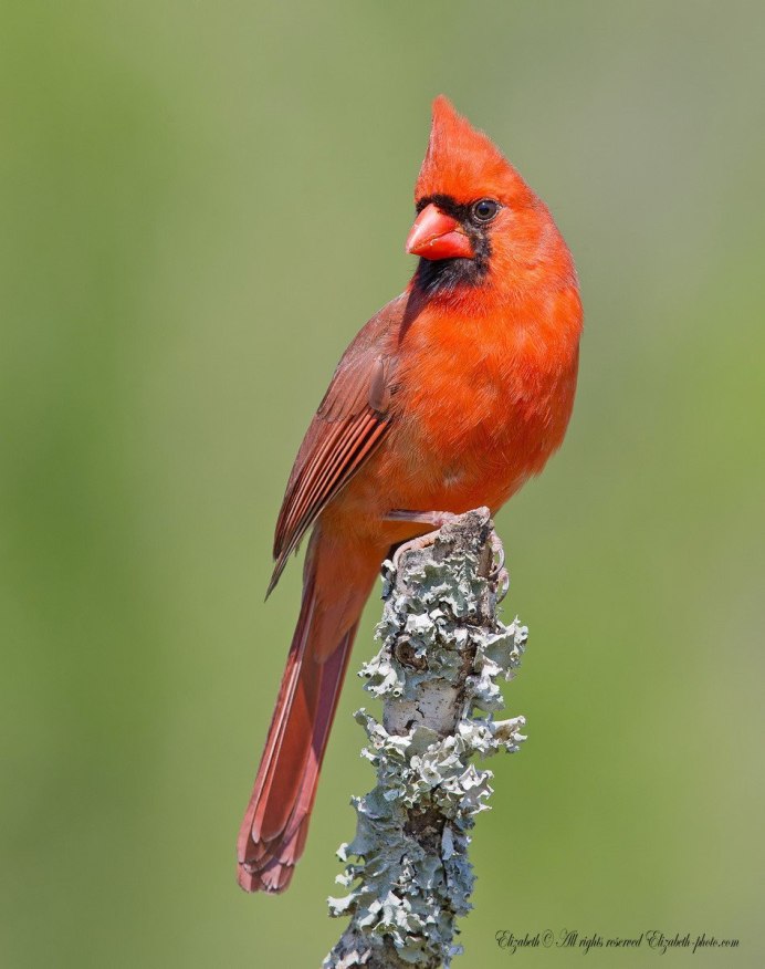 Рыжая мухоловка птичка