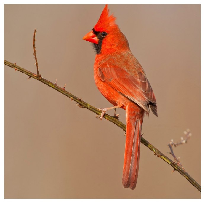 Маленькая птичка с оранжевым хвостиком