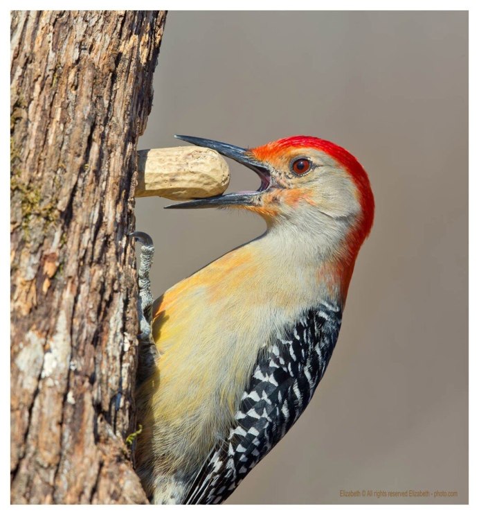 Рыжий Зимородок, или Пламенная Альциона