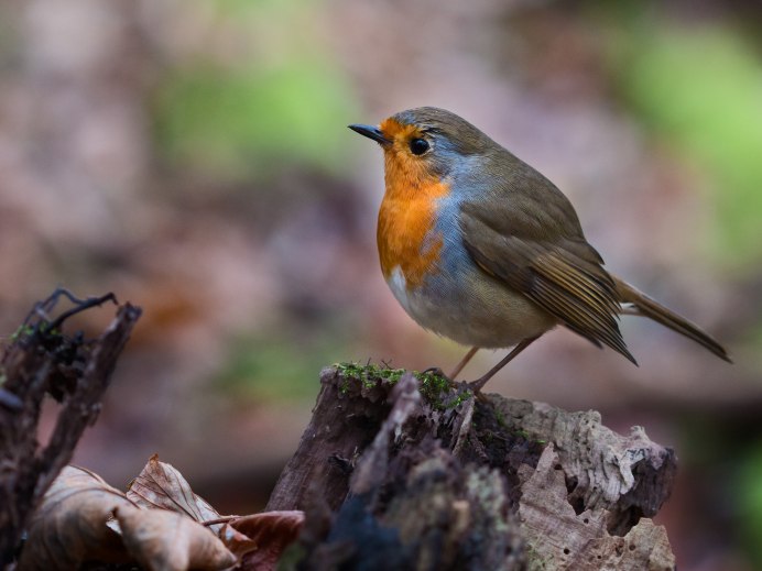 Птица с красной головой
