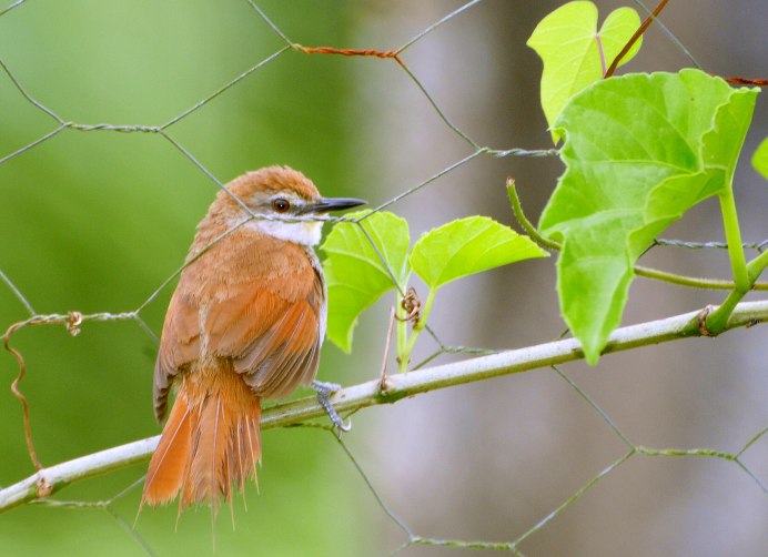 Рыжегрудый Дрозд