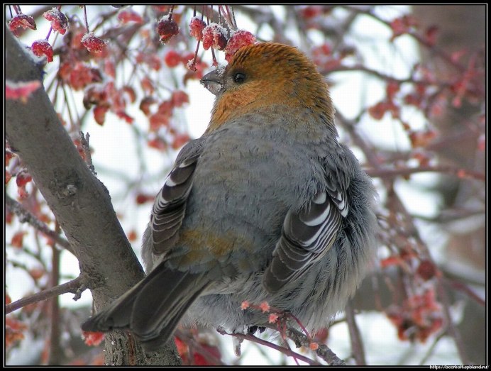 Птица Щур на Урале