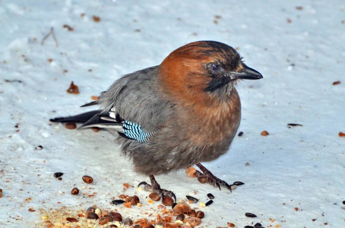 Маленькая коричневая птичка