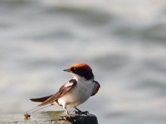 Обыкновенная горихвостка пение