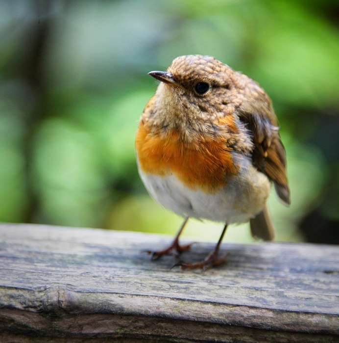 Птичка с рыжей головой