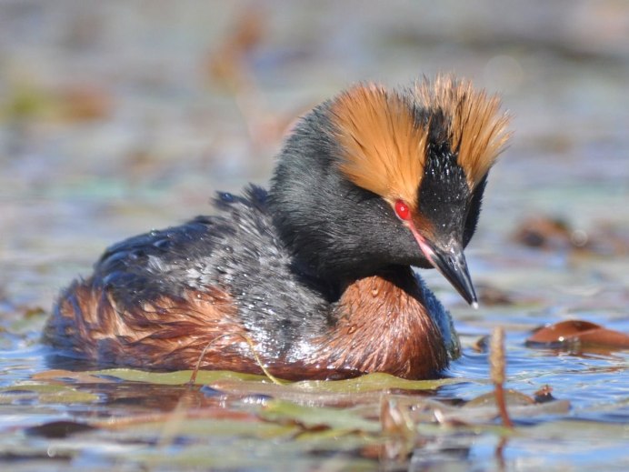 Серенькая птичка с оранжевой грудкой