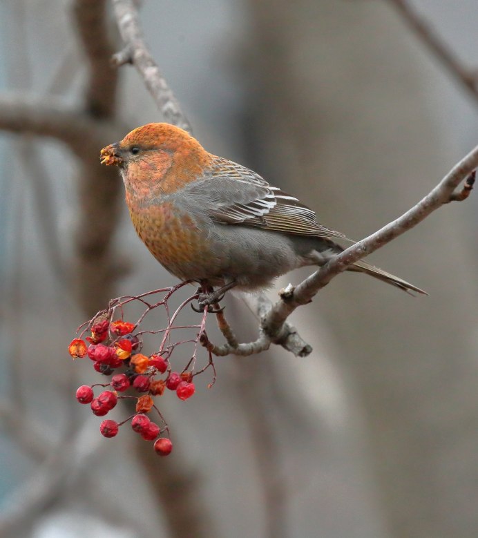 Красный овсянковый Кардинал