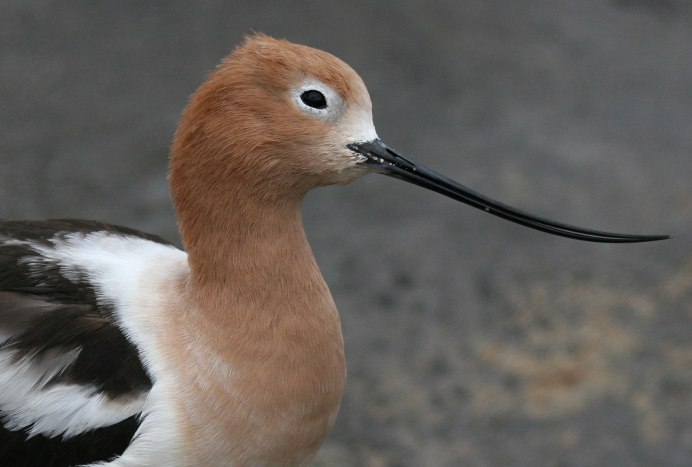 Птица с рыжей головой
