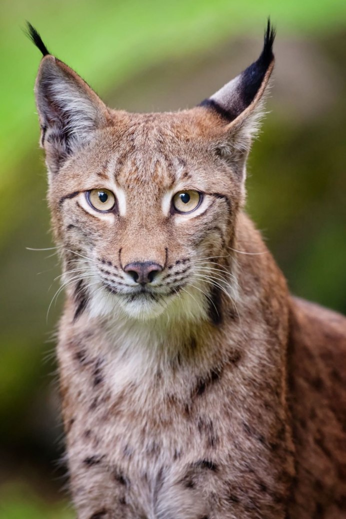 Кошка Рысь Алтая