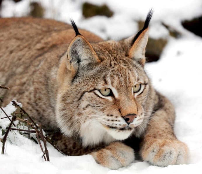 Рысь обыкновенная Lynx Lynx Linnaeus, 1758