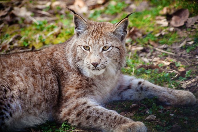 Евроазиатская Рысь