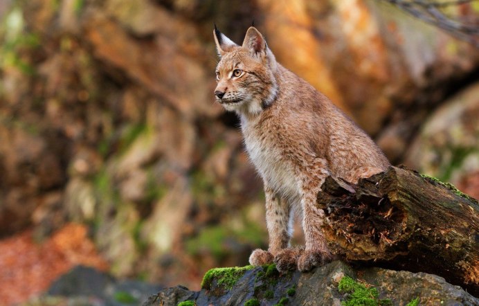 Обыкновенная Рысь Lynx Lynx