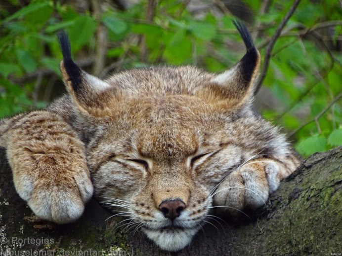 Рысь карточка