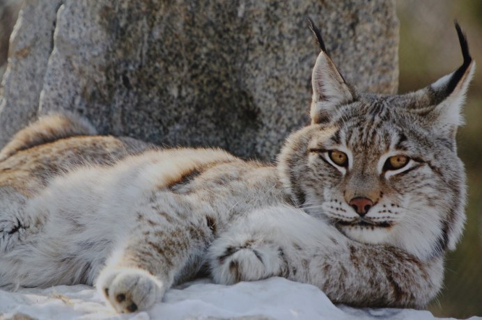 Рысь в Нижегородской области Рысь в Нижегородской области