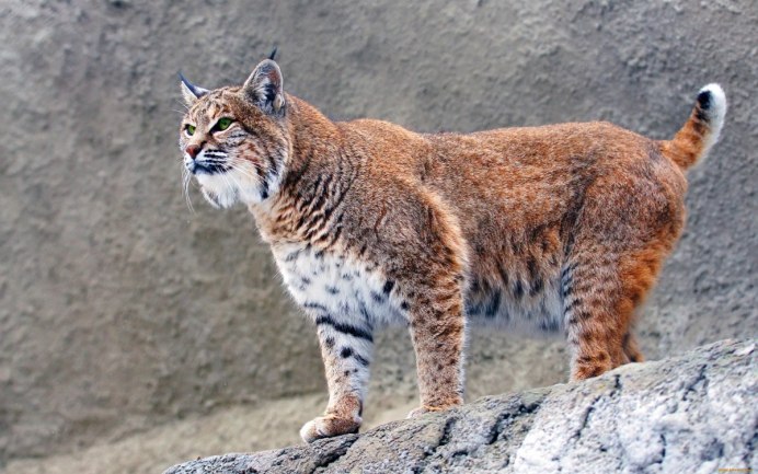 Рысь Кавказская (Lynx Lynx dinniki Satunin, 1915).