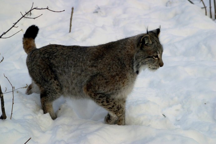 Европейский Лесной кот камышовый